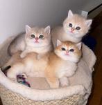 Britse korthaar golden shaded kittens te koop, Animaux & Accessoires, Vermifugé, Plusieurs animaux, 0 à 2 ans