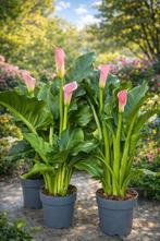 Zantedeschia Flamingo, Enlèvement, Mi-ombre