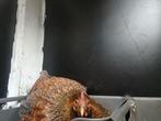Wyandotte Hen kriel, 1,5jaar oud., Vrouwelijk, Kip
