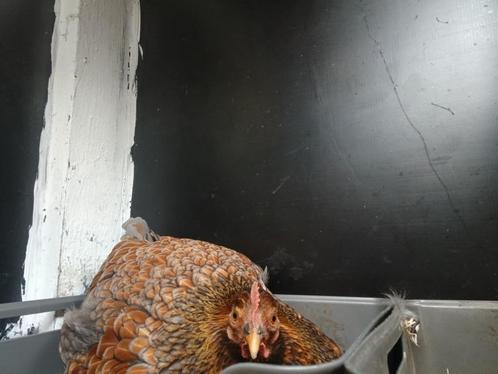 Wyandotte Hen kriel, 1,5jaar oud., Dieren en Toebehoren, Pluimvee, Kip, Vrouwelijk