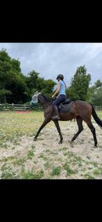 Paardrijlesgever, Dieren en Toebehoren