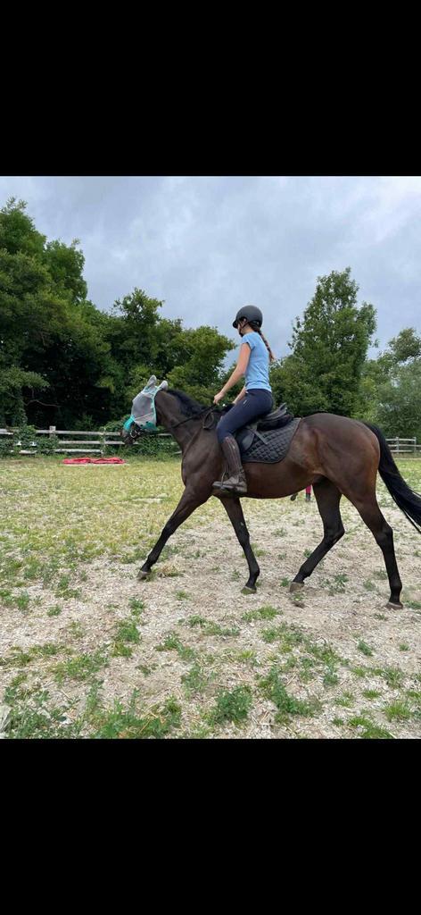 Paardrijlesgever, Animaux & Accessoires, Chevaux