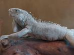 opgezette leguaan, Ophalen, Gebruikt, Reptiel of Amfibie, Opgezet dier