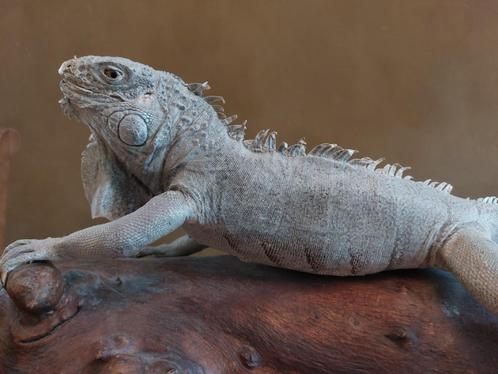 opgezette leguaan, Verzamelen, Dierenverzamelingen, Gebruikt, Opgezet dier, Reptiel of Amfibie, Ophalen