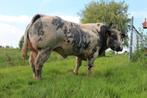 Stier te koop