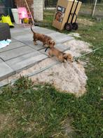 Prachtige teckel pups met stamboom, Dieren en Toebehoren, Honden | Teckels en Dashonden, België, Reu, 8 tot 15 weken, Dwerg