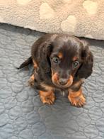 Kaninchen langhaar reu, Chien (mâle), Belgique, Poils longs, 8 à 15 semaines