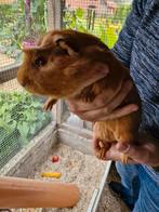 Supermooi Cuy cavia beertje, Dieren en Toebehoren, April, Cavia