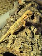 Baardagaam hypo geel citrus kleur, Dieren en Toebehoren, Reptielen en Amfibieën, Hagedis, Tam, 0 tot 2 jaar