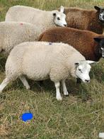 Jonge gekruiste ooien wit x blauw texelaar 7 maand oud, Dieren en Toebehoren, Vrouwelijk, Schaap, 0 tot 2 jaar