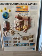 Medisch posters, Antiek en Kunst, Antiek | Schoolplaten, Ophalen