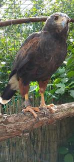 woestijnbuizerd wijf + gratis kooi van 3x6 m indien gewenst, Dieren en Toebehoren, Vrouwelijk, Roofvogel, Tam