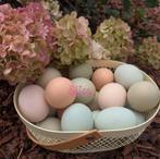 Broedeieren Easter Egger groenlegger olijflegger kippen, Poule ou poulet