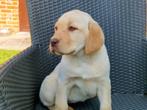 labrador pups beige bruin en zwart, Dieren en Toebehoren, Honden | Retrievers, Spaniëls en Waterhonden, België, CDV (hondenziekte)