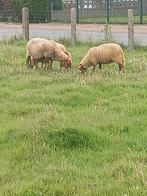 Ooi met 2 ooilammeren, Dieren en Toebehoren, Schapen, Geiten en Varkens