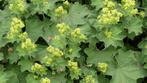Alchemilla mollis, Ophalen