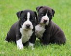 Amerikaanse Stafford pups, Dieren en Toebehoren, Honden | Jack Russells en Terriërs, CDV (hondenziekte), Meerdere, 8 tot 15 weken