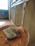 Kaketoe, Dieren en Toebehoren