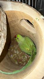 2 vogels te koop, Dieren en Toebehoren