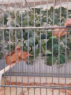Zebravinken bruin koppels en witborst bruin poppen en witbor