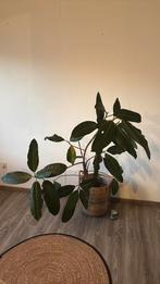 Plant + pot, Huis en Inrichting, Kamerplanten, Ophalen, Ficus, 100 tot 150 cm, In pot