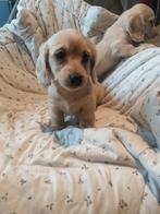 Prachtige langharige teckel pups met stamboom, Dieren en Toebehoren, België, Parvo, 8 tot 15 weken, Dwerg