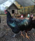 Australorp haan, Dieren en Toebehoren, Pluimvee, Mannelijk, Kip