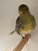 Koppel fife, Dieren en Toebehoren, Vogels | Kanaries