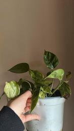 Scindapsus variegata, Huis en Inrichting, Ophalen of Verzenden