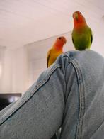 2 agaporniden/ dwergpapegaaien te koop, Dieren en Toebehoren, Vogels | Parkieten en Papegaaien, Geslacht onbekend
