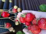 Aardbeiplantjes te ruil, Tuin en Terras, Ophalen