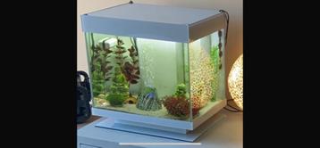Aquarium 60l beschikbaar voor biedingen