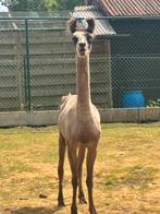 Scheren van schapen alpaca’s ook lama’s, Dieren en Toebehoren, Schaap