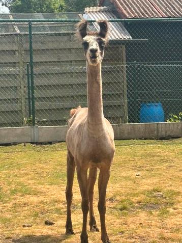 Scheren van schapen alpaca’s ook lama’s beschikbaar voor biedingen