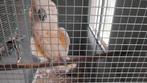 Molukken man 1999, Dieren en Toebehoren, Vogels | Kanaries