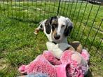 Standaard Teckel pups, België, Standaard, 8 tot 15 weken, Korthaar