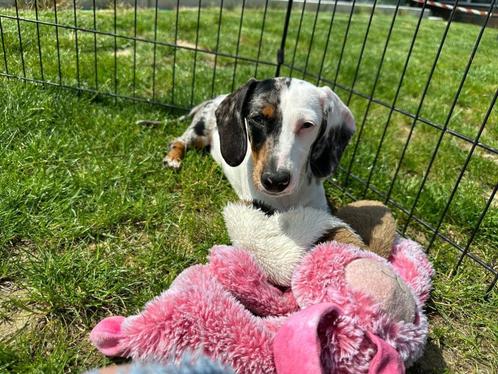 Standaard Teckel pups, Dieren en Toebehoren, Honden | Teckels en Dashonden, Meerdere dieren, Korthaar, Standaard, Fokker | Professioneel