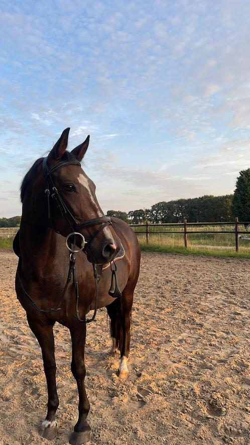 D-pony (fok)merrie, Dieren en Toebehoren, Paarden, Merrie, Zadelmak, Minder dan 160 cm, 11 jaar of ouder, Recreatiepaard, Met stamboom