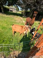 Diego geit geiten bok geitenbok, Dieren en Toebehoren, Schapen, Geiten en Varkens, Geit