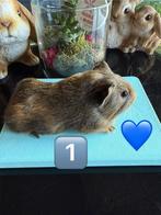 2 nestjes cavia’s, Dieren en Toebehoren, Knaagdieren, Cavia, Juli, Meerdere dieren, Tam