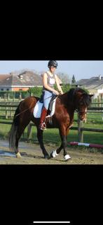 Ruiter zoekt paard, Dieren en Toebehoren, Ophalen