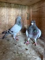 Pigeon voyageurs, Dieren en Toebehoren, Postduif