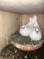 Witte duiven, Dieren en Toebehoren, Geslacht onbekend, Overige soorten