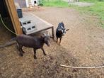 Dwerggeiten, Dieren en Toebehoren