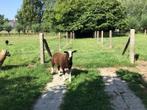 Schaap, Mannelijk, Schaap, 0 tot 2 jaar