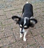 Te koop chihuahua, Dieren en Toebehoren, België, Fokker | Hobbymatig, 8 tot 15 weken, Eén hond