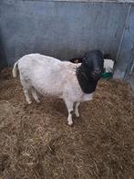 Dorper ram, Dieren en Toebehoren, Mannelijk, Schaap, 0 tot 2 jaar