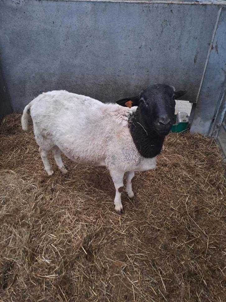 Dorper ram, Dieren en Toebehoren, Schapen, Geiten en Varkens, Schaap, Mannelijk, 0 tot 2 jaar