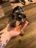 Dwerg teckel pups, Dieren en Toebehoren, Honden | Teckels en Dashonden, België, Fokker | Hobbymatig, CDV (hondenziekte), 8 tot 15 weken