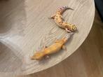Femelles geckos leopards, Enlèvement